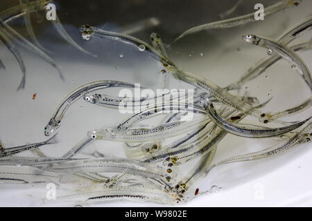 Juvenile whitebait gefangen an einer Flussmündung an der Westküste der Südinsel, Neuseeland, während whitebait Saison Stockfoto