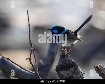 Vogel, Männchen Superb Fairy Wren, Malurus cyaneus, auf einem Ast sitzend, von Sonnenlicht hinterleuchtet, heben sich leuchtend blaue Federn von der braunen Umgebung ab Stockfoto
