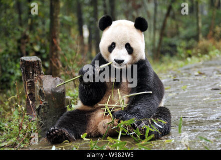 ---- Männlich panda Yang Guang, oder Sonnenschein, isst Bambus am YaAn Bifengxia Base von China Erhaltung und Forschung Zentrum für der Panda Stockfoto