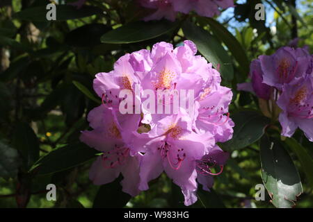 Dies ist ein Foto von einem Lila Blume in Bowring Park, St. John's, NL gefunden. Stockfoto