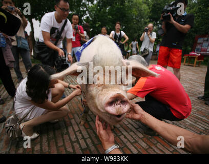 ---- Eine heroische Schwein, die bei dem Erdbeben 2008 in Chinas Provinz Sichuan überlebte, dargestellt in Chengdu, Provinz Sichuan im Südwesten Chinas, 17. Juni Stockfoto