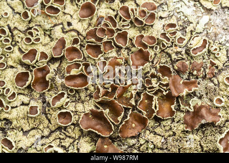 Gepfeffert Rock-Shield (Xanthoparmelia conspersa) Stockfoto