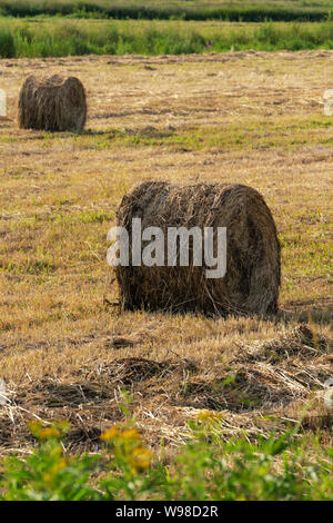 Blick auf goldenen Brötchen von Heu auf Gemähten Feld, ländliche Landschaft auf sonnigen Tag, trockenes Wetter, in der landwirtschaftlichen Arbeit gut ist. Stockfoto