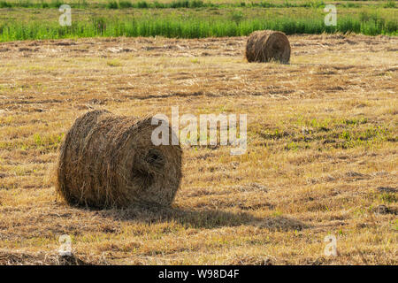 Landschaft Landschaft, Blick auf die gelben Rollen von Heu auf Gemähten Feld an einem sonnigen Tag, trockenes Wetter, in der landwirtschaftlichen Arbeit gut ist. Stockfoto