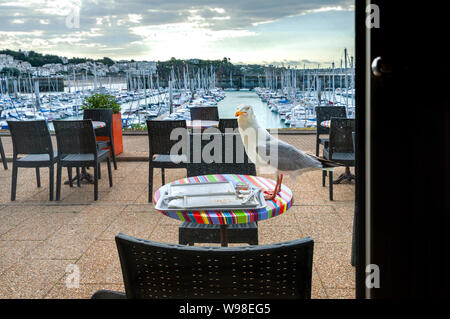 Eine Möwe auf ein Restaurant Esstisch zu Essen fällt auf ein Lebensmittel fach Schöne Aussicht auf Meer Hafen mit Blick auf den Yachthafen vom Restaurant links. Stockfoto