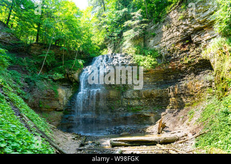 Tiffany fällt in Hamilton, Ontario, im Sommer schöne grüne Blätter Stockfoto