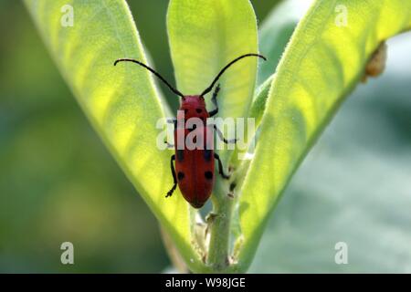Eine rote Seidenpflanze Käfer auf ein Milkweed Anlage Stockfoto
