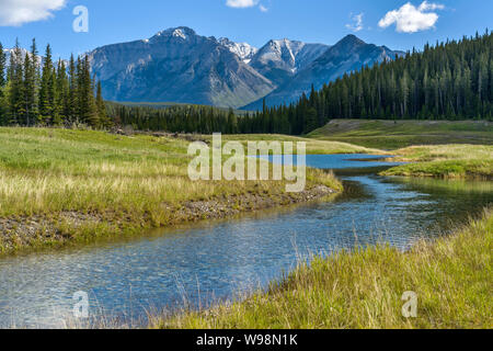 Mountain Creek - ein Frühling Morgen Blick auf einen klaren Bach schlängelt sich durch grüne Wiesen und dichten Wald am Fuß des Mt. Astley, Banff National Park, AB. Stockfoto