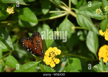 Ich Florida Wildlife Fotografie eines Vizekönigs Schmetterling während Anfang August 2019 erfasst. Dieses Foto ist nur eine von einer Serie. Stockfoto