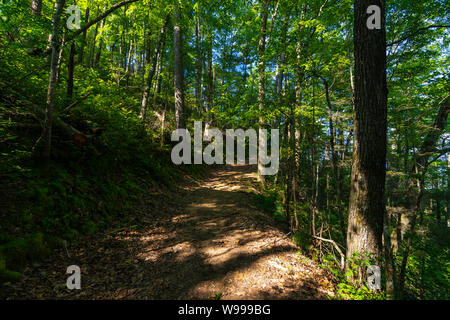 Lehrpfad durch die Smokey Mountains National Park. Stockfoto