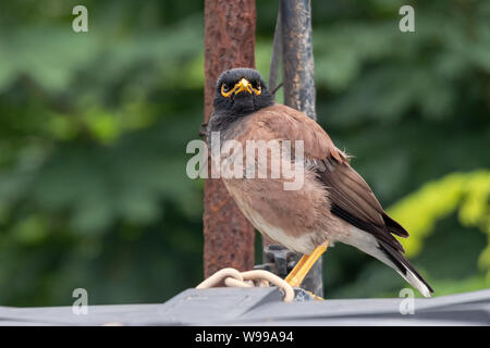 Gemeinsame Myna Myna oder Indische wissen auch als Mynah oder Acridotheres tristis. Stockfoto