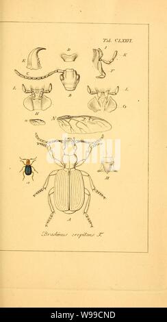 Deutschlands Insecten (Tab. CLXXVI) Stockfoto