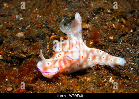 Nacktschnecken, Ceratosoma trilobatum. Tulamben, Bali, Indonesien. Bali Sea, Indischer Ozean Stockfoto