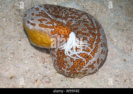 Leopard Seegurke, Bohadschia Argus, Extrudieren klebrigen weißen Cuvierian Tubuli von Anus. Uepi, Solomon Inseln. Salomo Meer, Pazifik Stockfoto