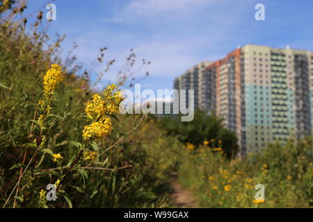 Blick auf die Wohnhäuser von dem Hügel, bewachsen mit Gras und wilden Blumen der Goldrute. Konzept der Ökologie in einer Stadt, umweltfreundliche Bereich Stockfoto