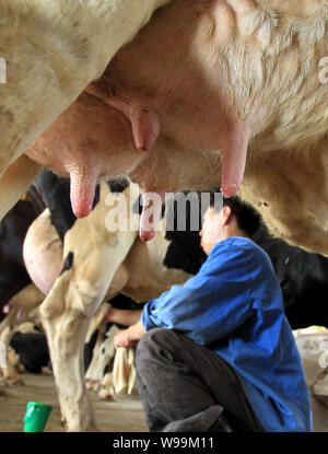 ---- Ein Arbeitnehmer eine Kuh melkt, an einem Bauernhof von Yili Group in Ostchina Provinz Jiangsu, 8. Juli 2010. Wissenschaftler in China haben Modi genetisch angelegt Stockfoto