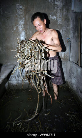 ---- Ein Bauer wäscht Schlangen an einer Schlangenfarm in Zisiqiao Dorf, als die Schlange Dorf, in Xinshi Stadt bekannt, deqing Grafschaft, Stadt Huzhou, East China Stockfoto