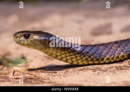 Eastern Tiger Snake, Notechis scutatus Stockfoto