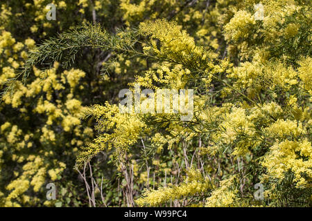 Australische Wattle Tree in Blume Stockfoto