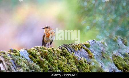 Europäische Robin Erithacus rubecula O Seixo Mugardos Galicien Spanien Stockfoto