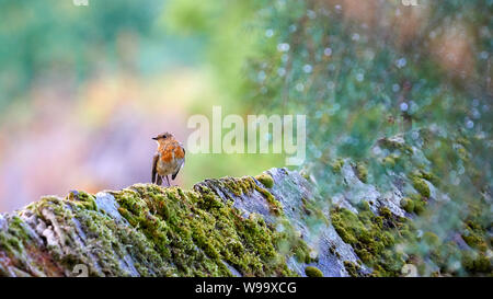 Europäische Robin Erithacus rubecula O Seixo Mugardos Galicien Spanien Stockfoto