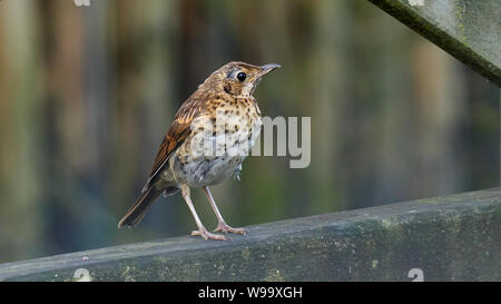 Singdrossel Turdus philomelos O Seixo Mugardos Galicien Spanien Stockfoto
