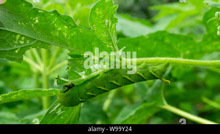 Grüne Raupe 'Daphnis nerii' auf die Blätter des Sesam Baum. Stockfoto