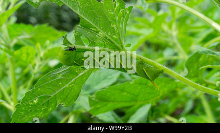 Grüne Raupe 'Daphnis nerii' auf die Blätter des Sesam Baum. Stockfoto