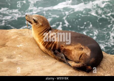 Verletzte Sea Lion aus La Jolla Cove mit Haken im Mund Stockfoto