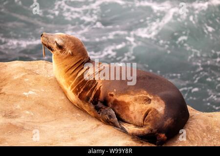 Verletzte Sea Lion aus La Jolla Cove mit Haken im Mund Stockfoto