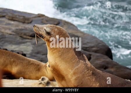 Verletzte Sea Lion aus La Jolla Cove mit Haken im Mund Stockfoto