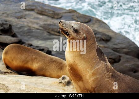 Verletzte Sea Lion aus La Jolla Cove mit Haken im Mund Stockfoto