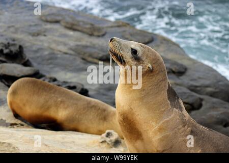 Verletzte Sea Lion aus La Jolla Cove mit Haken im Mund Stockfoto