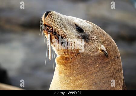 Verletzte Sea Lion aus La Jolla Cove mit Haken im Mund Stockfoto