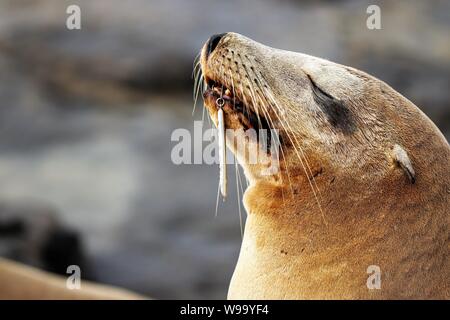 Verletzte Sea Lion aus La Jolla Cove mit Haken im Mund Stockfoto