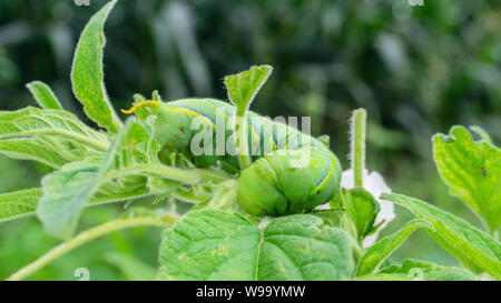 Grüne Raupe 'Daphnis nerii' auf die Blätter des Sesam Baum. Stockfoto