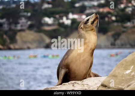 Verletzte Sea Lion aus La Jolla Cove mit Haken im Mund Stockfoto