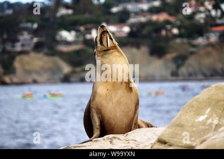 Verletzte Sea Lion aus La Jolla Cove mit Haken im Mund Stockfoto