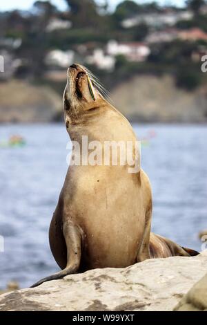 Verletzte Sea Lion aus La Jolla Cove mit Haken im Mund Stockfoto