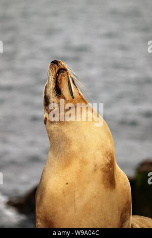 Verletzte Sea Lion aus La Jolla Cove mit Haken im Mund Stockfoto