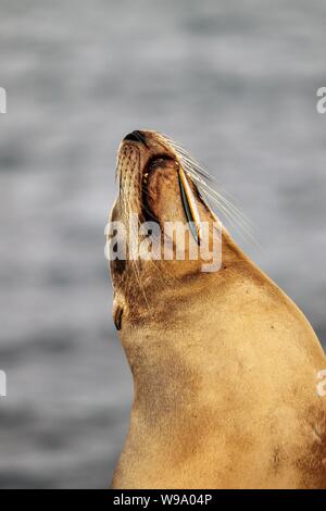 Verletzte Sea Lion aus La Jolla Cove mit Haken im Mund Stockfoto