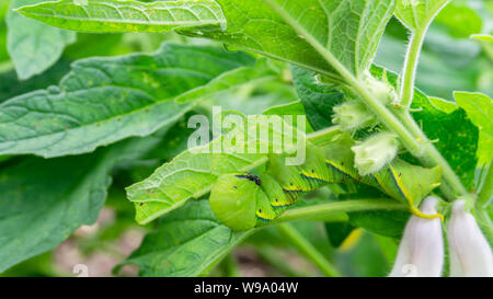 Grüne Raupe 'Daphnis nerii' auf die Blätter des Sesam Baum. Stockfoto