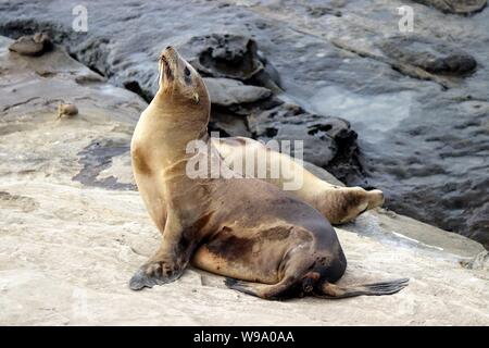 Verletzte Sea Lion aus La Jolla Cove mit Haken im Mund Stockfoto