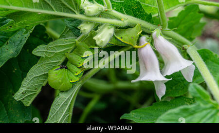 Grüne Raupe 'Daphnis nerii' auf die Blätter des Sesam Baum. Stockfoto