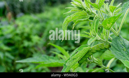 Grüne Raupe 'Daphnis nerii' auf die Blätter des Sesam Baum. Stockfoto