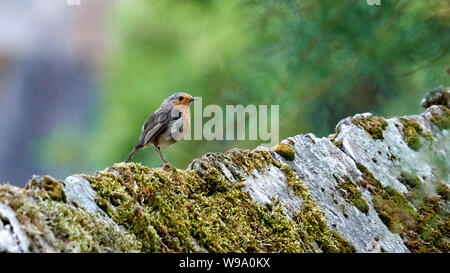 Europäische Robin Erithacus Rubecula O Seixo Mugardos Galicien Spanien Stockfoto