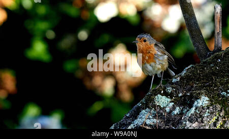 Europäische Robin Erithacus Rubecula O Seixo Mugardos Galicien Spanien Stockfoto