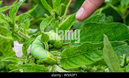 Grüne Raupe 'Daphnis nerii' auf die Blätter des Sesam Baum. Stockfoto