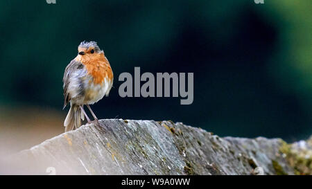 Europäische Robin Erithacus Rubecula O Seixo Mugardos Galicien Spanien Stockfoto