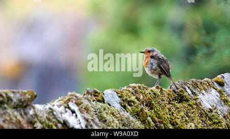 Europäische Robin Erithacus Rubecula O Seixo Mugardos Galicien Spanien Stockfoto